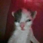 Foto de perfil de BamBan